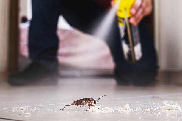 Wasp Removal Services in Dawson Springs, KY